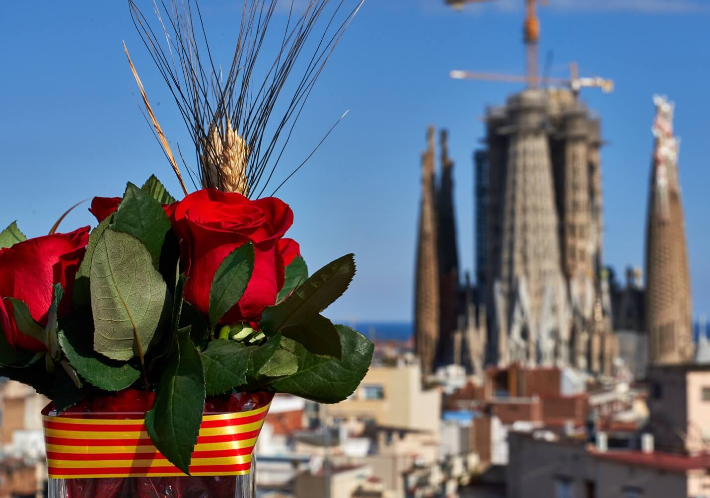 Sant Jordi Barcelona Rosen Sagrada Familia