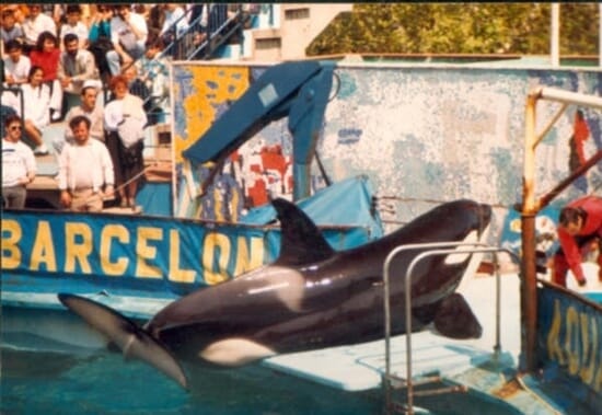 Orca Ulisses Barcelona Zoo